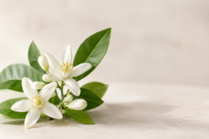 CJTallow neroli skincare with fresh white neroli blossoms and green leaves, highlighting natural neroli tallow balm ingredients